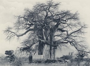 Een Baobab Boom (zwart-wit foto)
