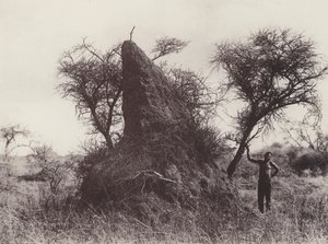 Een Mammoet Mierenhoop (zwart-wit foto) door South African Photographer