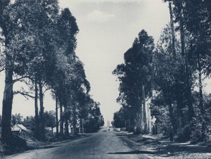 Laan van blauwe gombomen, Pretoria door South African Photographer