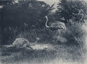Struisvogels en eieren