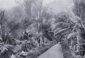 Palm Avenue, Botanische Tuinen, Durban