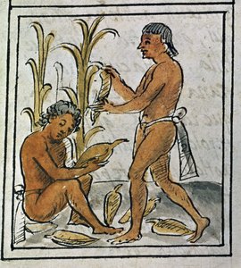 Codex van de verovering van Mexico: maïs plukken