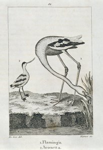 Flamingo en Avosetta, uit A History of the Earth and Animated Nature, Londen 1816 door Spanish School