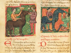 Genezing van glossitis bij een paard, uit Libro de Menescalcia y Albeyteria door Juan Alvarez, c.1390