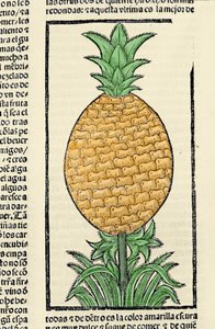 Weergave van een ananas. Gravure uit het boek 