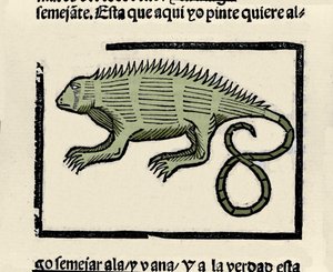 Afbeelding van een leguaan. Gravure uit het boek 