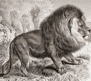 De Kaapse Leeuw, nu uitgestorven, uit 