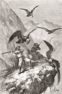 Édouard François André en metgezel aangevallen door condors nabij Calacali, Pichincha Provincie, Ecuador, tijdens zijn botanische expeditie in de uitlopers van de Andes in 1875-76