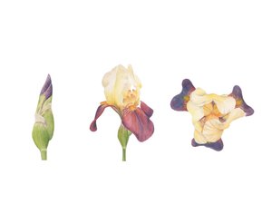 Baardiris