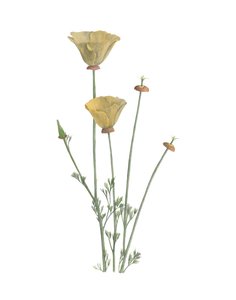 Californische klaproos, 2015