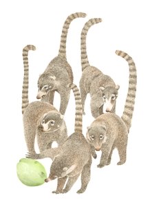Costa Rica Coati