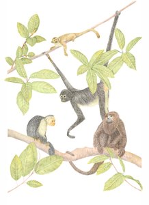 Costa Rica aap, 2019