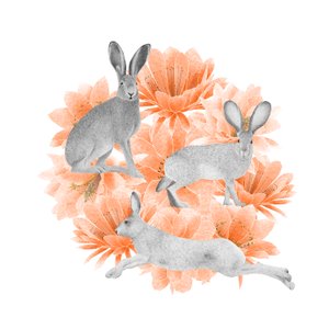 Jackrabbits