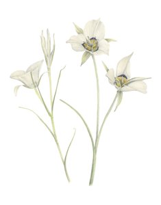 Mariposa Lelie