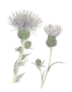 Distel