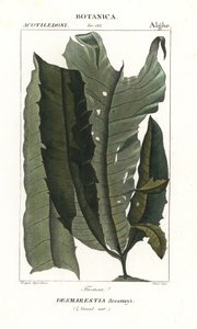 Zuurwier of zeemeerminhaar, Desmarestia dresnayi door Stanghi Stanghi