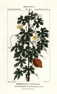 Afrikaanse komkommer, Momordica balsamina door Stanghi Stanghi