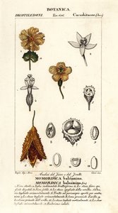 Afrikaanse komkommer, Momordica balsamina door Stanghi Stanghi