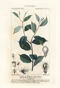 Agarhout, Aqualaria malaccensis Kritiek bedreigd door Stanghi Stanghi
