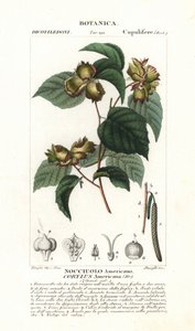 Amerikaanse hazelnoot, Corylus americana