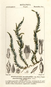 Antikoorts fontinalis mos, Fontinalis antipyretica