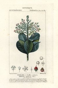 Beefwood, Ardisia coriacea door Stanghi Stanghi