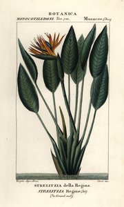 Paradijsvogelbloem, Strelitzia reginae