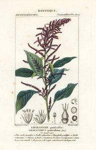 Bloedamarant, Amaranthus cruentus