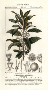 Blauwe bessenboom, Elaeocarpus cyaneus