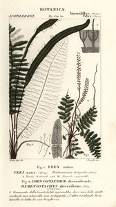 Borstelvaren, Trichomanes botryoides