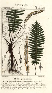 Borstelvaren, Trichomanes elegans door Stanghi Stanghi