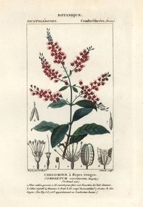 Bushwillow, Combretum coccineum door Stanghi Stanghi