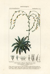 Canyon eeuwiglevend, Dudleya cymosa door Stanghi Stanghi