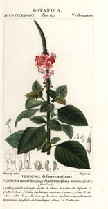Veranderlijke fluweelbes, Stachytarpheta mutabilis