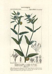 Grove stinkkruid, Opercularia aspera door Stanghi Stanghi