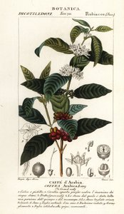 Koffie, Coffea arabica door Stanghi Stanghi