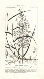 Gewoon struisgras, Agrostis capillaris
