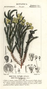 Gewone katoenstruik, Berzelia lanuginosa