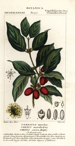 Kornoelje, Cornus mas
