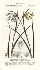 Veenpluis of wollegras, Eriophorum angustifolium