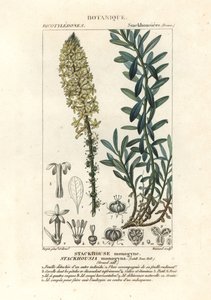 Crème kaarsen, Stackhousia monogyna