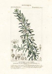 Kruipende boobialla, Myoporum parvifolium door Stanghi Stanghi