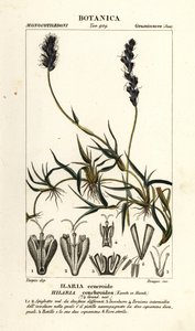 Krulmesquite, Hilaria cenchroides