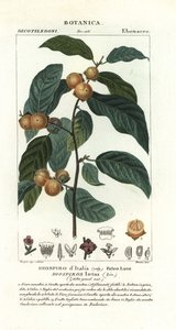 Dadelpruim, Diospyros lotus
