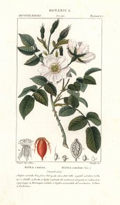 Hondsroos, Rosa canina door Stanghi Stanghi