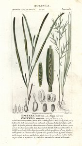 Zeegras of zeewier, Zostera marina door Stanghi Stanghi
