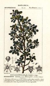 Escallonia serrata