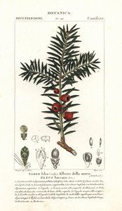 Europese taxusboom, Taxus baccata door Stanghi Stanghi