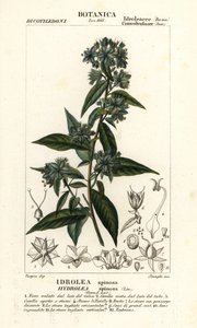 Valse vioolblad, Hydrolea spinosa