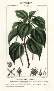 Valse brandnetel, Boehmeria caudata